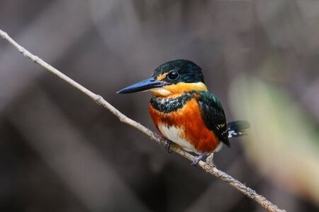 American pygmy kingfisher (Chloroceryle aenea) perched on a stick, Costa Ricaの写真素材