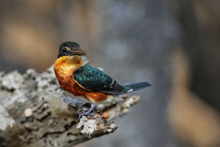 American pygmy kingfisher (Chloroceryle aenea) perched on a stick, Costa Ricaの写真素材