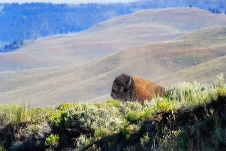 Male bison lying in Yellowstone National Park, Wyoming, USAの写真素材