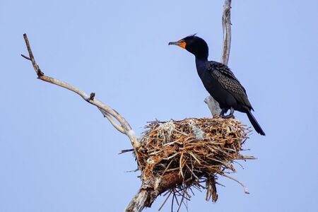 Double-crested cormorant (Phalacrocorax auritus) standing on a nest, Colorado