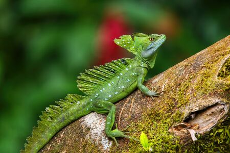 Male plumed basilisk (Basiliscus plumifrons) sitting on a log, Costa Ricaの写真素材