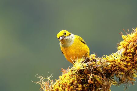 Silver-throated tanager (Tangara icterocephala) sitting on a branch, Costa Rica