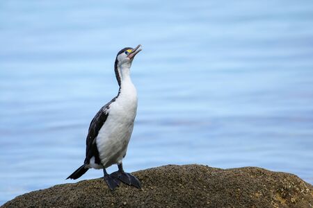 Little pied cormorant (Microcarbo melanoleucos) sitting on a rock, Abel Tasman National Park, South Island, New Zealandの写真素材