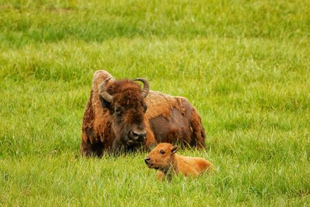 Female bison with a calf laying in a green field, Yellowstone National Park, Wyoming, USA