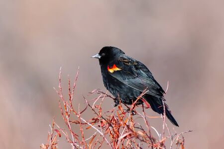 Red-winged blackbird (Agelaius phoeniceus) sitting in a tree, Colorado