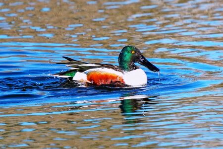 Male Northern shoveler (Spatula clypeata) swimming in a lake, Coloradoの写真素材