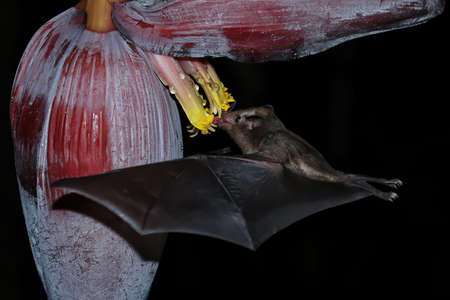 Orange nectar bat (Lonchophylla robusta) feeding at banana flower, Costa Ricaの写真素材