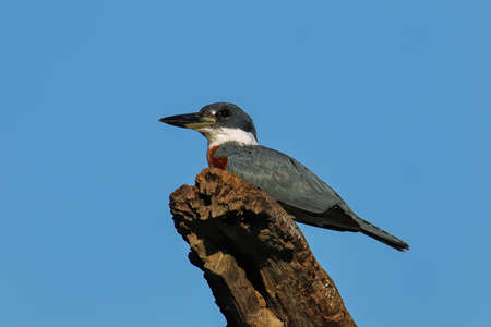 Ringed kingfisher (Megaceryle torquata) sitting on a wooden pole, Costa Ricaの写真素材