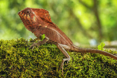 Male smooth helmeted iguana (Corytophanes cristatus) sitting on a log, Costa Rica