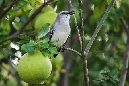 Tropical mockingbird (Mimus gilvus) sitting in a tree, Carriacou Island, Grenada.の写真素材
