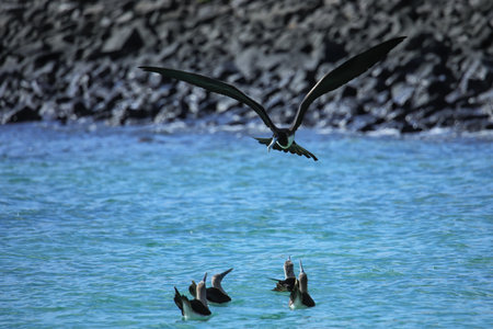 Female Magnificent Frigatebird  flying near Santa Fe Island, Galapagos National Park, Ecuadorの写真素材