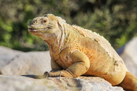 Barrington land iguana (Conolophus pallidus) on Santa Fe Island, Galapagos National Park, Ecuador....