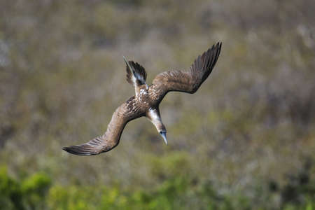 Blue-footed booby (Sula nebouxii) diving for fish near Santa Fe Island, Galapagos National Park, Ecuador.の写真素材