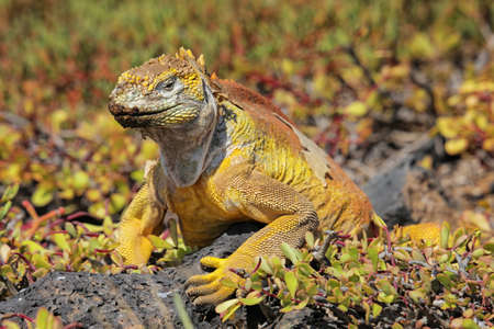 Galapagos land iguana (Conolophus subcristatus) on South Plaza Island, Galapagos National Park, Ecuador. It is endemic to the Galapagos Islands.の写真素材