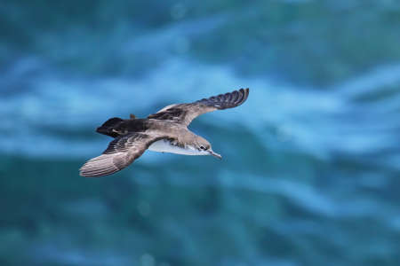 Galapagos shearwater (Puffinus subalaris) flying above the ocean, South Plaza Island, Galapagos National Park, Ecuador. It is an endemic breeder of the Galapagos Islands.の写真素材