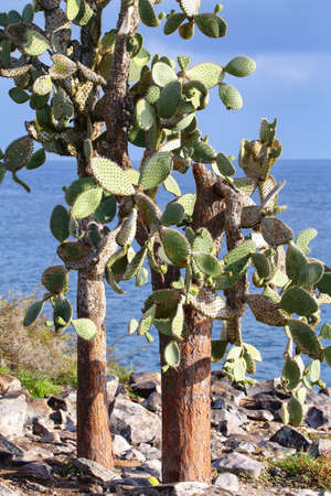 Large Prickly pear cacti (Opuntia galapageia) on Santa Fe Island, Galapagos National Park, Ecuador.  It is endemic to the Galapagos Islands.の写真素材