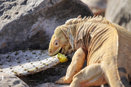 Barrington land iguana (Conolophus pallidus) eating cactus, Santa Fe Island, Galapagos National Park, Ecuador. It is endemic to Santa Fe Island.の写真素材