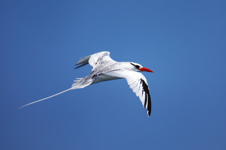 Red-billed tropicbird (Phaethon aethereus) flying near South Plaza Island, Galapagos National Park, Ecuador.の写真素材