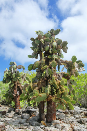 Prickly pear cactus trees on South Plaza Island, Galapagos National Park, Ecuador. This cactus is endemic to the Galapagos Islands.の写真素材