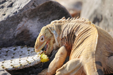 Barrington land iguana (Conolophus pallidus) eating cactus, Santa Fe Island, Galapagos National Park, Ecuador. It is endemic to Santa Fe Island.の写真素材
