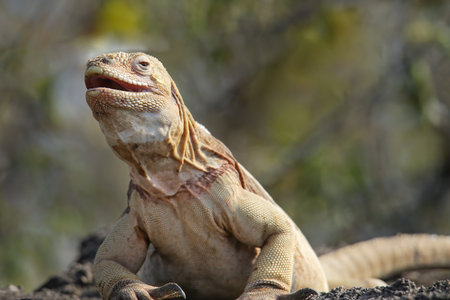 Barrington land iguana (Conolophus pallidus) on Santa Fe Island, Galapagos National Park, Ecuador. It is endemic to Santa Fe Island.の写真素材