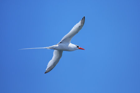 Red-billed tropicbird (Phaethon aethereus) flying near South Plaza Island, Galapagos National Park, Ecuador.の写真素材
