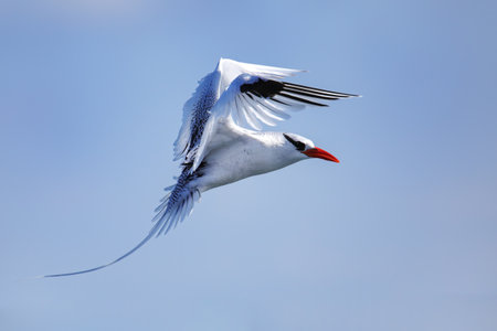 Red-billed tropicbird (Phaethon aethereus) flying near South Plaza Island, Galapagos National Park, Ecuador.の写真素材