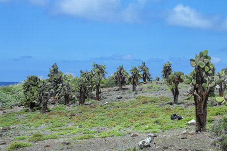 Prickly pear cactus trees on South Plaza Island, Galapagos National Park, Ecuador. This cactus is endemic to the Galapagos Islands.の写真素材
