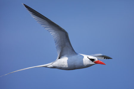 Red-billed tropicbird (Phaethon aethereus) flying near South Plaza Island, Galapagos National Park, Ecuador.の写真素材