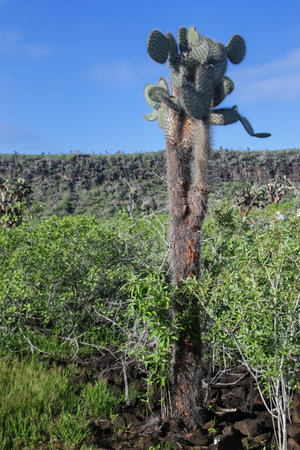 Large Prickly pear cactus (Opuntia galapageia) on Santa Fe Island, Galapagos National Park, Ecuador.  It is endemic to the Galapagos Islands.の写真素材