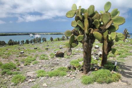 Prickly pear cactus trees on South Plaza Island, Galapagos National Park, Ecuador. This cactus is endemic to the Galapagos Islands.の写真素材