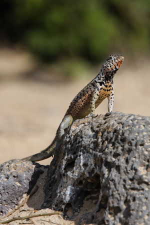 Galapagos laza lizard on Santa Fe Island, Galapagos National Park, Ecuador. It is endemic to the Galapagos Islands.の写真素材