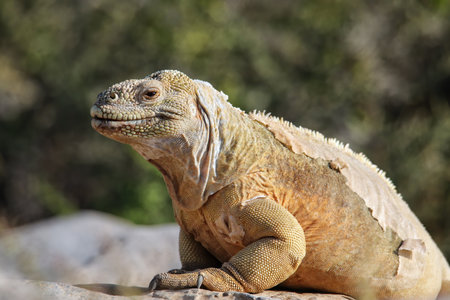 Barrington land iguana (Conolophus pallidus) on Santa Fe Island, Galapagos National Park, Ecuador. It is endemic to Santa Fe Island.の写真素材
