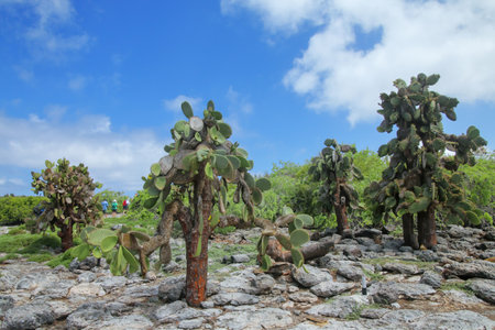Prickly pear cactus trees on South Plaza Island, Galapagos National Park, Ecuador. This cactus is endemic to the Galapagos Islands.の写真素材