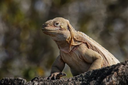 Barrington land iguana (Conolophus pallidus) on Santa Fe Island, Galapagos National Park, Ecuador. It is endemic to Santa Fe Island.の写真素材