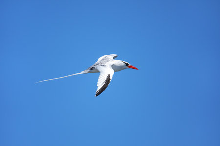 Red-billed tropicbird (Phaethon aethereus) flying near South Plaza Island, Galapagos National Park, Ecuador.の写真素材