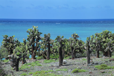 Prickly pear cactus trees on South Plaza Island, Galapagos National Park, Ecuador. This cactus is endemic to the Galapagos Islands.の写真素材