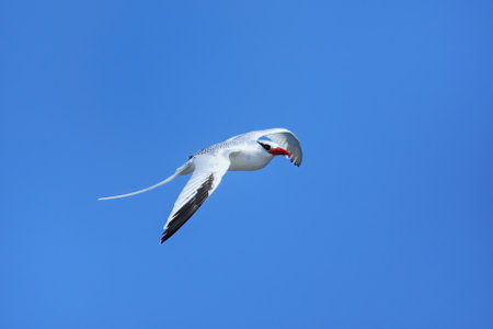 Red-billed tropicbird (Phaethon aethereus) flying near South Plaza Island, Galapagos National Park, Ecuador.の写真素材