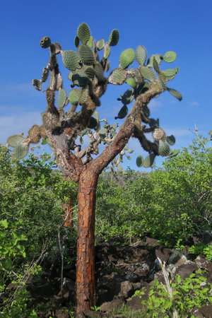 Large Prickly pear cactus (Opuntia galapageia) on Santa Fe Island, Galapagos National Park, Ecuador.  It is endemic to the Galapagos Islands.の写真素材