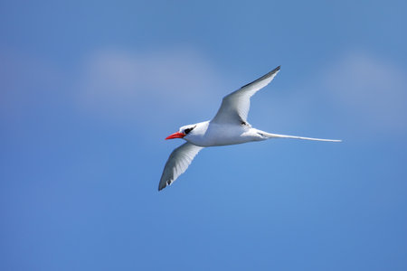 Red-billed tropicbird (Phaethon aethereus) flying near South Plaza Island, Galapagos National Park, Ecuador.の写真素材
