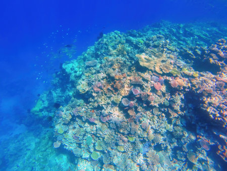 Coral reef off the coast of island in Ouvea lagoon, Loyalty Islands, New Caledonia. The lagoon was listed as Unesco World Heritage site in 2008.の写真素材
