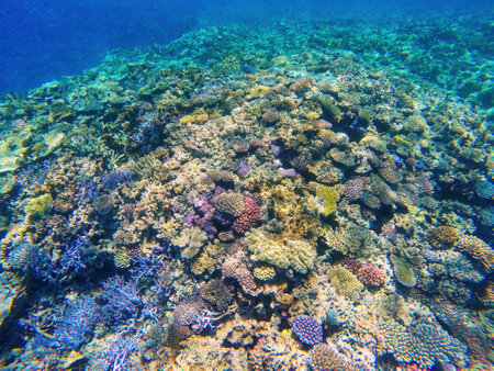 Coral reef off the coast of island in Ouvea lagoon, Loyalty Islands, New Caledonia. The lagoon was listed as Unesco World Heritage site in 2008.の写真素材