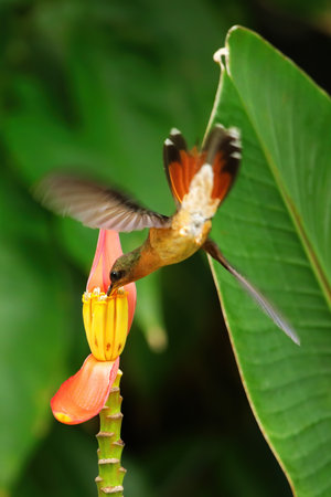 Female Antillean crested hummingbird (Orthorhyncus cristatus) feeding from banana flower, Grenada island, Grenadaの写真素材