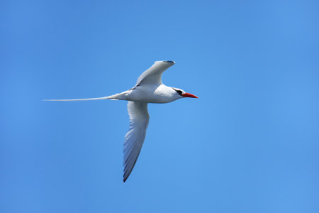 Red-billed tropicbird (Phaethon aethereus) flying near South Plaza Island, Galapagos National Park, Ecuador.の写真素材
