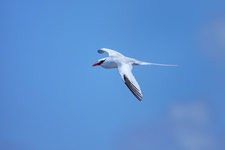 Red-billed tropicbird (Phaethon aethereus) flying near South Plaza Island, Galapagos National Park, Ecuador.の写真素材