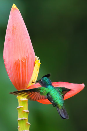 Antillean crested hummingbird (Orthorhyncus cristatus) feeding from banana flower, Grenada island, Grenadaの写真素材