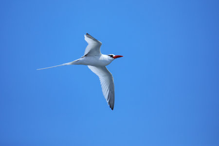 Red-billed tropicbird (Phaethon aethereus) flying near South Plaza Island, Galapagos National Park, Ecuador.の写真素材