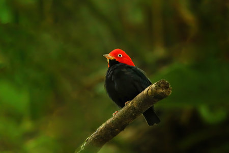 Red-capped manakin (Ceratopipra mentalis) sitting on a branch, Costa Ricaの写真素材