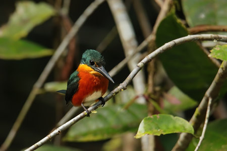 American pygmy kingfisher (Chloroceryle aenea) perched on a stick, Costa Ricaの写真素材