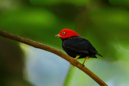 Red-capped manakin (Ceratopipra mentalis) sitting on a branch, Costa Ricaの写真素材